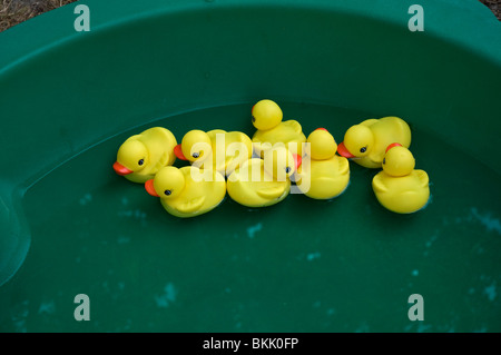 Pioneer Days High Springs Florida rubber duckies in a children's pool Stock Photo