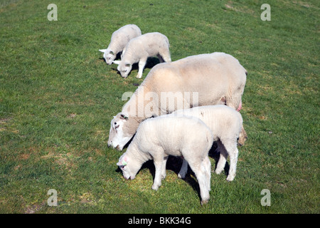 Lambs and sheep in field, Texel, Netherlands, Stock Photo