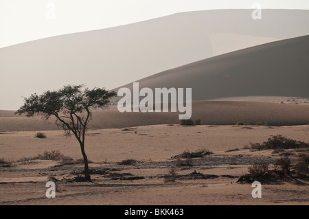 Camel Thorn Trees and Sand Dunes in Sossusvlei, Namibia