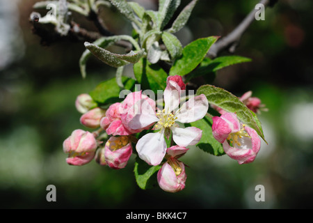 Pink apple blossom closeup Stock Photo