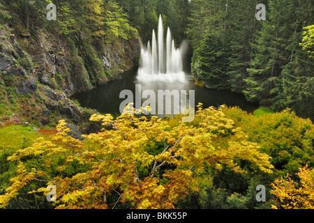 Mountain ash and Ross Fountain at Butchart Gardens in springtime-Victoria, British Columbia, Canada. Stock Photo