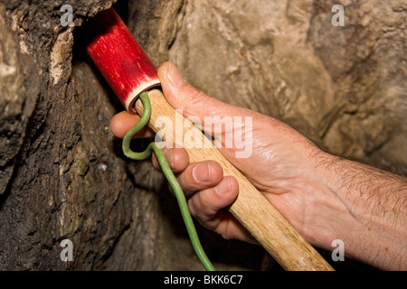 Miner pushes dynamite into hole to show how mining was done during gold rush days. This was known as single jacking. Stock Photo