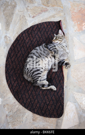 Cat stretching on door mat Stock Photo