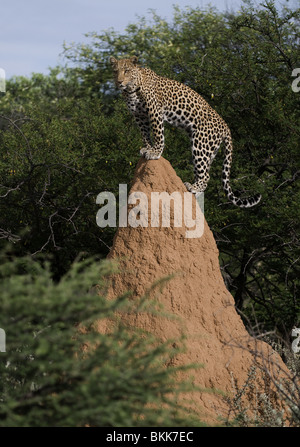 Young male leopard using a termite hill to survey his surroundings, Okonjima, Namibia. Stock Photo