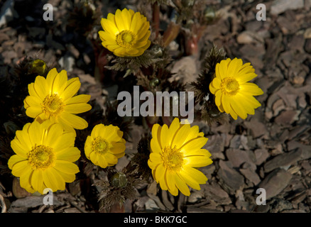 Far East Amur Adonis (Adonis amurensis), flowering. Stock Photo