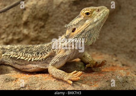 Central Bearded Dragon, Inland Bearded Dragon (Pogona vitticeps). Stock Photo