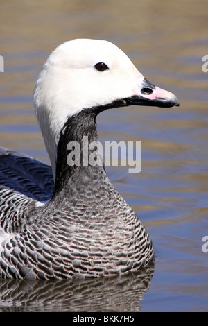 Head And Neck Feather Pattern Emperor Goose Chen canagica Taken at Martin Mere WWT Lancashire, UK Stock Photo