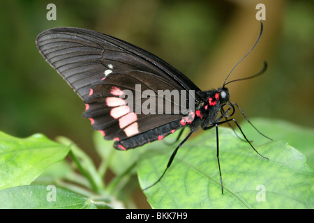 Transandean Cattleheart Butterfly Parides iphidamas Stock Photo