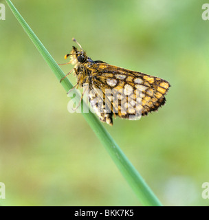Chequered Skipper, Arctic Skipper (Carterocephalus palaemon), butterfly on a blade of grass. Stock Photo