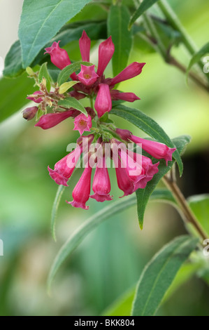 Cestrum (Cestrum elegans, flowers. Stock Photo