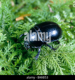 Dor Beetle, Dumble Dor, Clock, Lousy Watchman (Geotrupes stercorarius), adult crawling over Sphagnum moss.