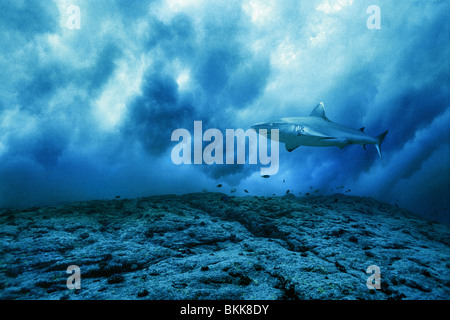 black-tailed shark swimming near the surface Stock Photo