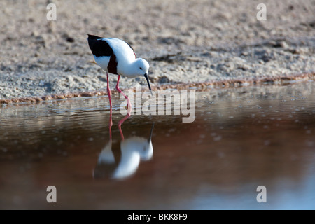 Banded Stilt. Cladorhynchus leucocephalus. Endemic Rottnest Island ...