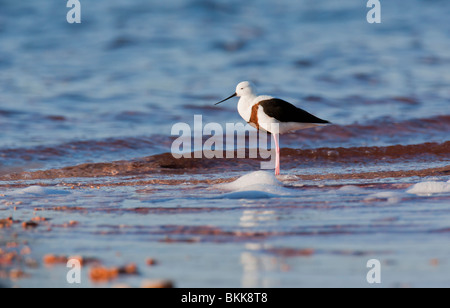 Banded Stilt. Cladorhynchus leucocephalus. Endemic Rottnest Island ...