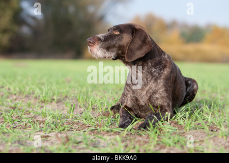 German wirehaired Pointer Stock Photo