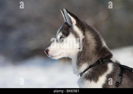 Siberian Husky Puppy Portrait Stock Photo