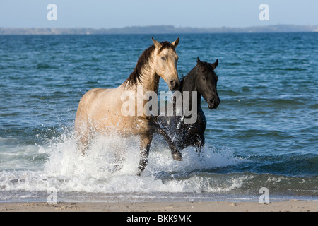 Quarab Horse stallion Stock Photo