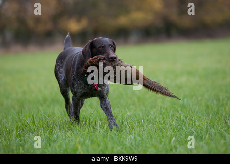 German wirehaired Pointer with pheasant Stock Photo
