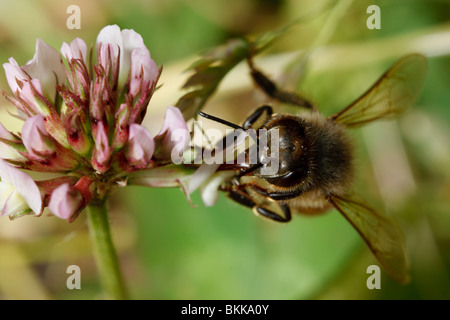 A honey bee drinks nectar from a clover flower. Stock Photo