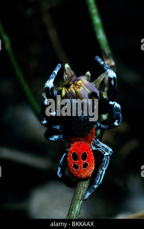 Ladybird spider male (Eresus cinnaberinus (=niger: Eresidae), Greece Stock Photo