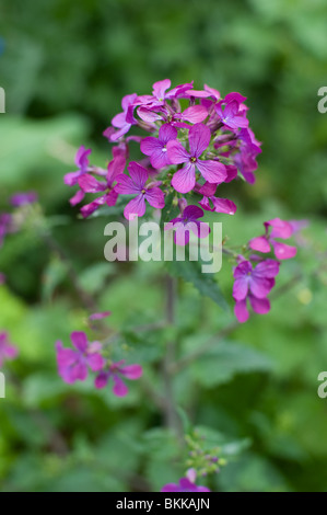 A wild Honesty plant flowering in a London park, 2010 Stock Photo