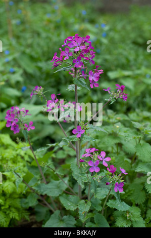 A wild Honesty plant flowering in a London park, 2010 Stock Photo