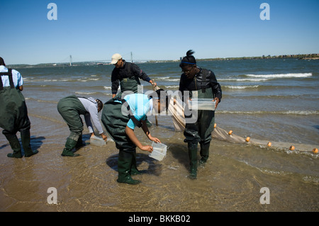 Students test the water quality and search the waters for marine life at Coney Island Creek in Brooklyn in New York Stock Photo