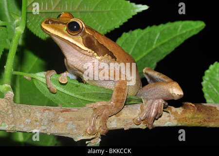 Masked tree frog ( Smilisca phaeota) Manuel Antonio, Costa Rica. Stock Photo