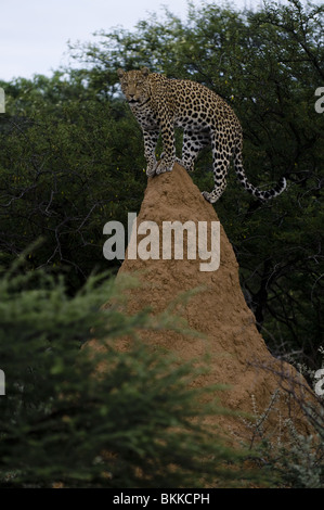 Young male leopard using a termite hill to survey his surroundings, Okonjima, Namibia. Stock Photo
