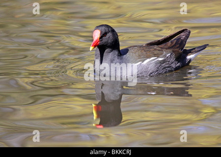 Common Moorhen Gallinula chloropus Swimming At Martin Mere WWT, Lancashire UK Stock Photo