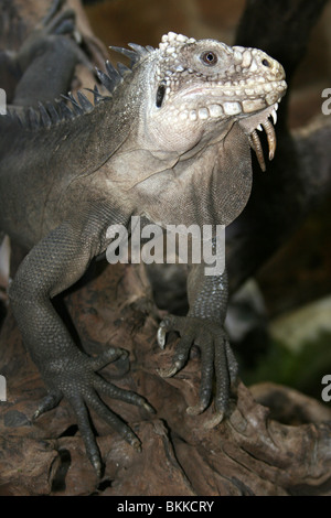 Lesser Antillean Iguana Iguana delicatissima Stock Photo