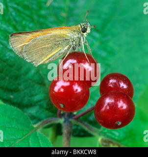 Large Skipper (Ochlodes sylvanus), butterfly on red berries. Stock Photo