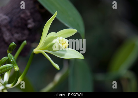 Vanilla (Vanilla planifolia), flower. Stock Photo