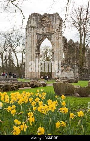Spring daffodils at the ruins of St Mary's Abbey, York Museum Gardens in the centre of York City, Yorkshire, Uk Stock Photo