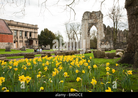 Spring daffodils at the ruins of St Mary's Abbey, York Museum Gardens in the centre of York City, Yorkshire, Uk Stock Photo