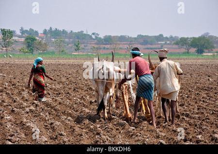 Indian Plougher Stock Photo