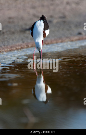Banded Stilt. Cladorhynchus leucocephalus. Endemic Rottnest Island ...