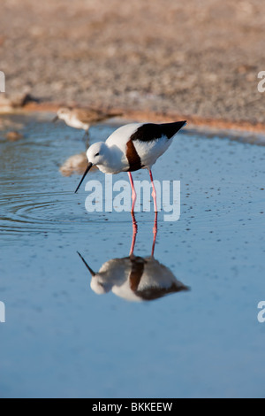 Banded Stilt. Cladorhynchus leucocephalus. Endemic Rottnest Island ...