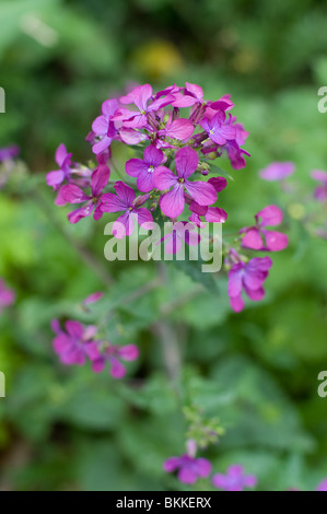 A wild Honesty plant flowering in a London park, 2010 Stock Photo