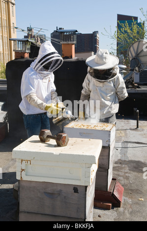 Urban Beekeepers inspecting their bees, on a rooftop in Brooklyn, New York, USA Stock Photo