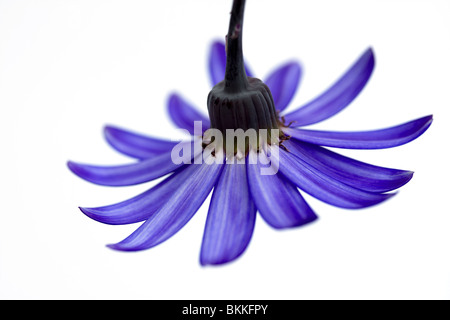 deep blue senetti flower isolated on white Stock Photo