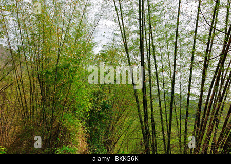 Bamboo Grove of Kerala Stock Photo
