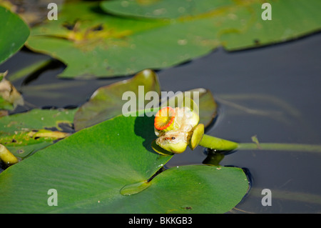 Yellow Water Lily: Nymphaea mexicana. Everglades, Florida, USA