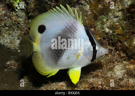 Foureye butterflyfish ( Chaetodon capistratus) Cozumel, Mexico. Stock Photo
