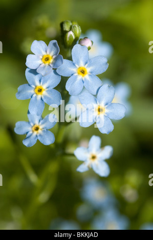 Water Forget-me-not or True Forget-me-not (Myosotis scorpioides) Stock Photo