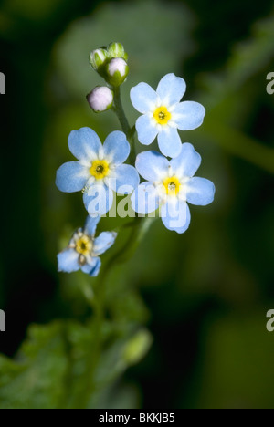 Water Forget-me-not or True Forget-me-not (Myosotis scorpioides) Stock Photo