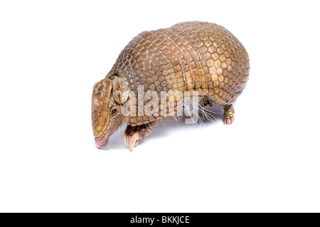 Three-banded armadillo (Tolypeutes tricinctus) Captive Stock Photo