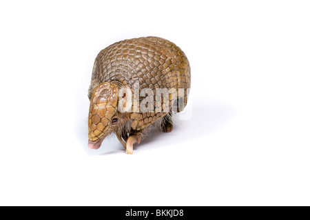 Three-banded armadillo (Tolypeutes tricinctus) Captive Stock Photo