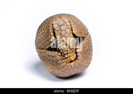 Three-banded armadillo (Tolypeutes tricinctus) Captive Stock Photo