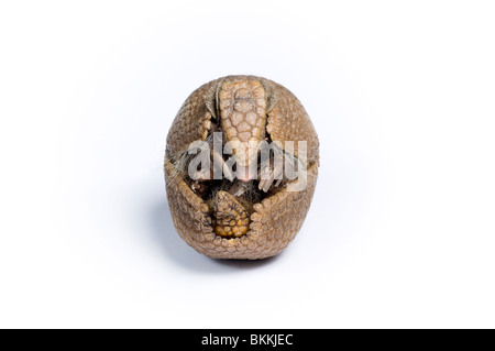 Three-banded armadillo (Tolypeutes tricinctus) Captive Stock Photo